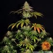 Wedding Cake Feminized Cannabis Seeds by Barneys Farm