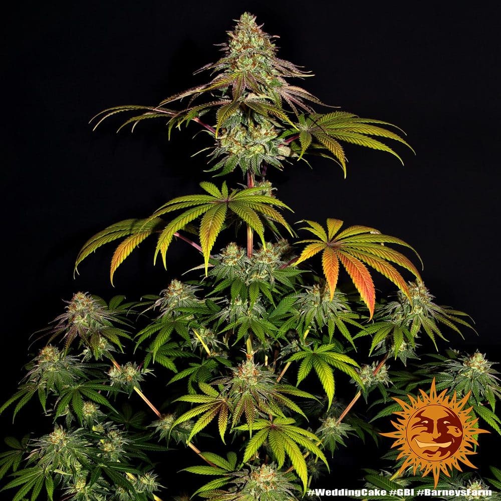 Wedding Cake Feminized Cannabis Seeds by Barneys Farm Wedding Cake Feminized Cannabis Seeds by Barneys Farm