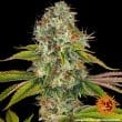 Wedding Cake Feminized Cannabis Seeds by Barneys Farm