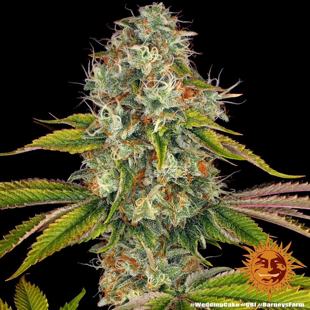 Wedding Cake Feminized Cannabis Seeds by Barneys Farm Wedding Cake Feminized Cannabis Seeds by Barneys Farm