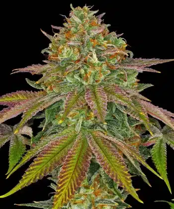 Wedding Cake Feminized Cannabis Seeds by Barneys Farm