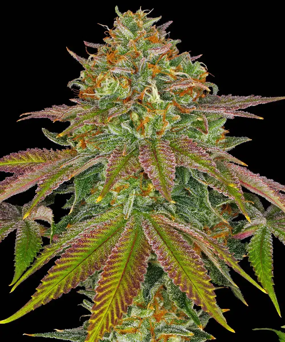 Wedding Cake Feminized Cannabis Seeds by Barneys Farm Wedding Cake Feminized Cannabis Seeds by Barneys Farm