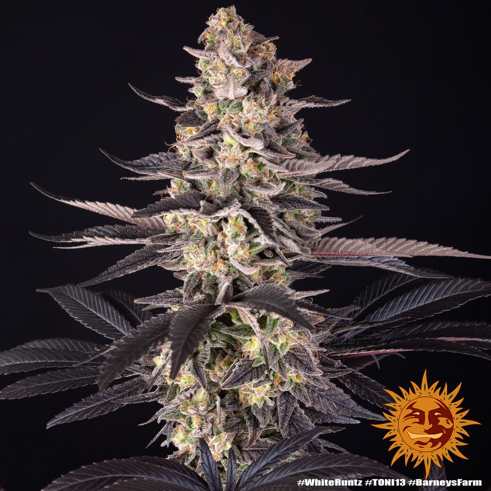 White Runtz Feminized Cannabis Seeds by Barneys Farm White Runtz Feminized Cannabis Seeds by Barneys Farm