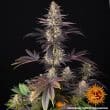 White Runtz Feminized Cannabis Seeds by Barneys Farm
