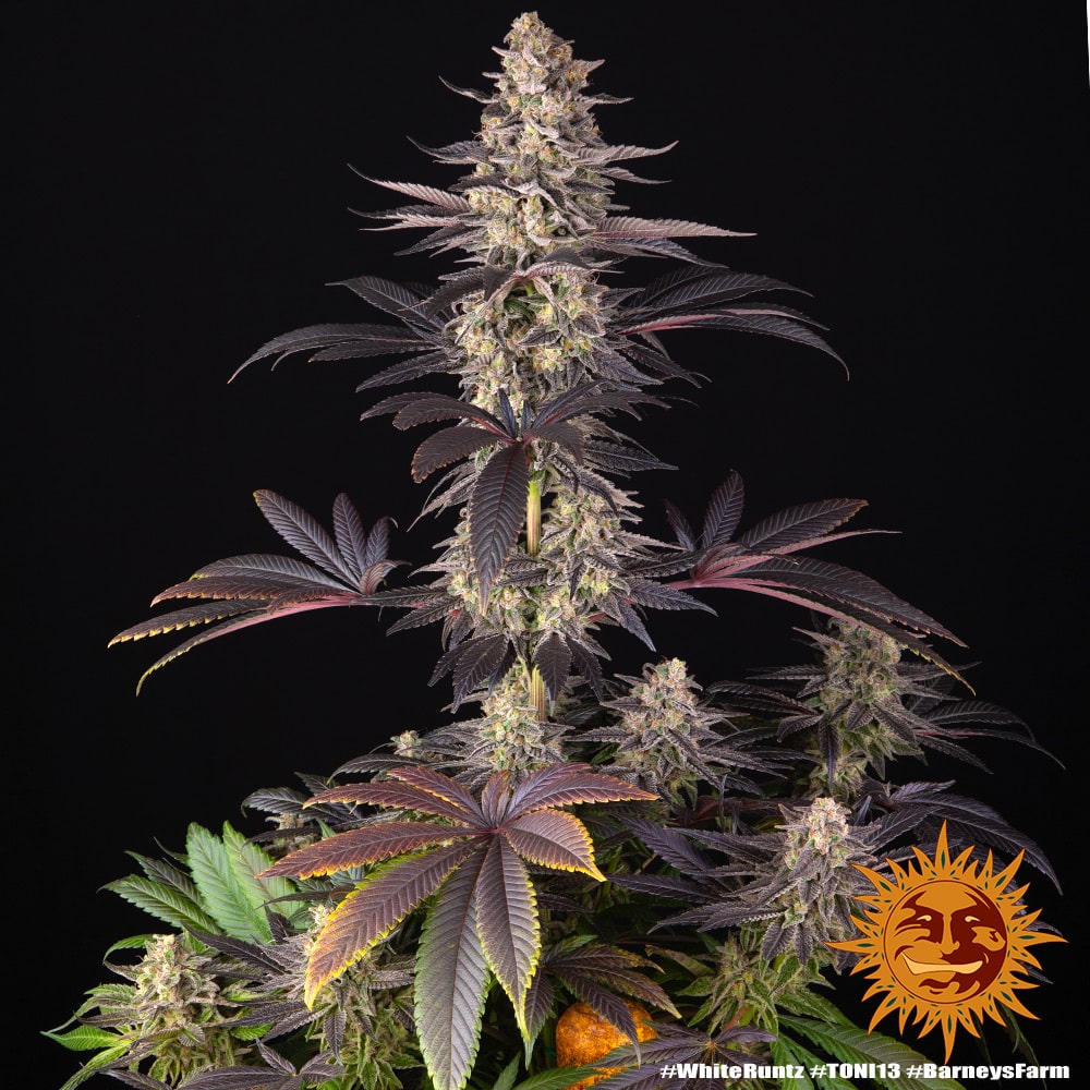 White Runtz Feminized Cannabis Seeds by Barneys Farm White Runtz Feminized Cannabis Seeds by Barneys Farm