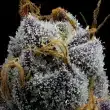 White Runtz Feminized Cannabis Seeds by Barneys Farm