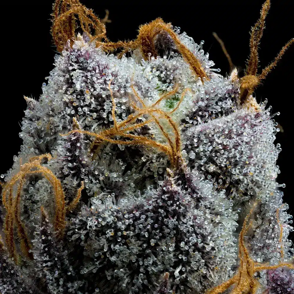 White Runtz Feminized Cannabis Seeds by Barneys Farm White Runtz Feminized Cannabis Seeds by Barneys Farm