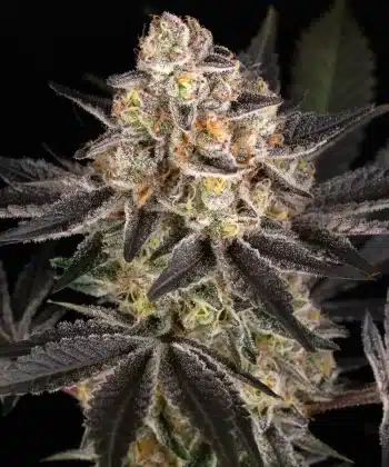 White Runtz Feminized Cannabis Seeds by Barneys Farm