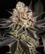 White Runtz Feminized Cannabis Seeds by Barneys Farm