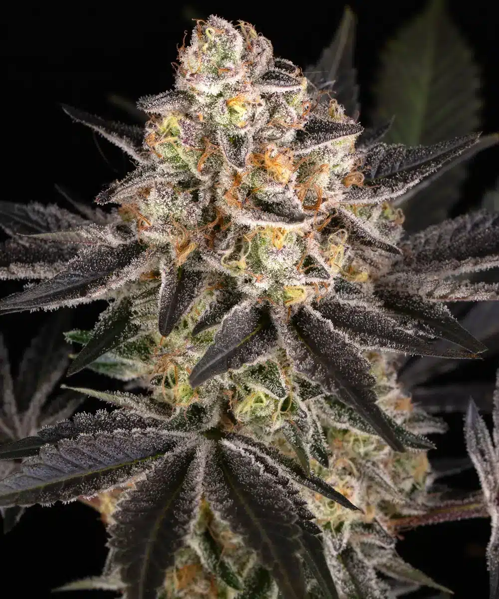 White Runtz Feminized Cannabis Seeds by Barneys Farm White Runtz Feminized Cannabis Seeds by Barneys Farm