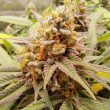 White Widow Regular Cannabis Seeds by Dutch Passion Seeds