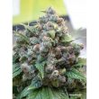 White Widow Regular Cannabis Seeds by Dutch Passion Seeds