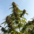 White Widow Regular Cannabis Seeds by Dutch Passion Seeds