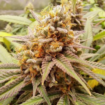 White Widow Regular by Dutch Passion Seeds