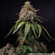White Widow Regular Cannabis Seeds by Barneys Farm