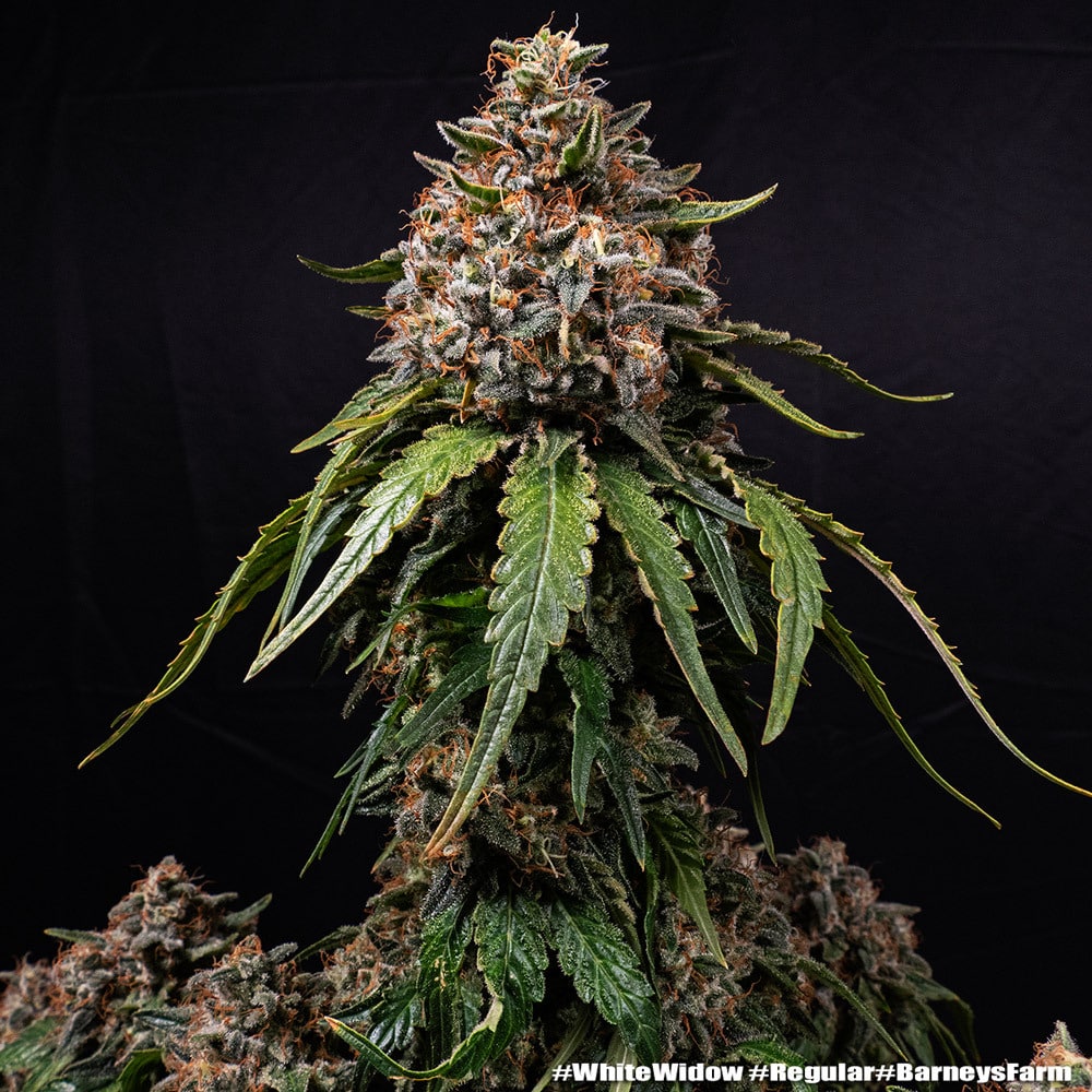 White Widow Regular Cannabis Seeds by Barneys Farm White Widow Regular Cannabis Seeds by Barneys Farm