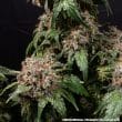 White Widow Regular Cannabis Seeds by Barneys Farm