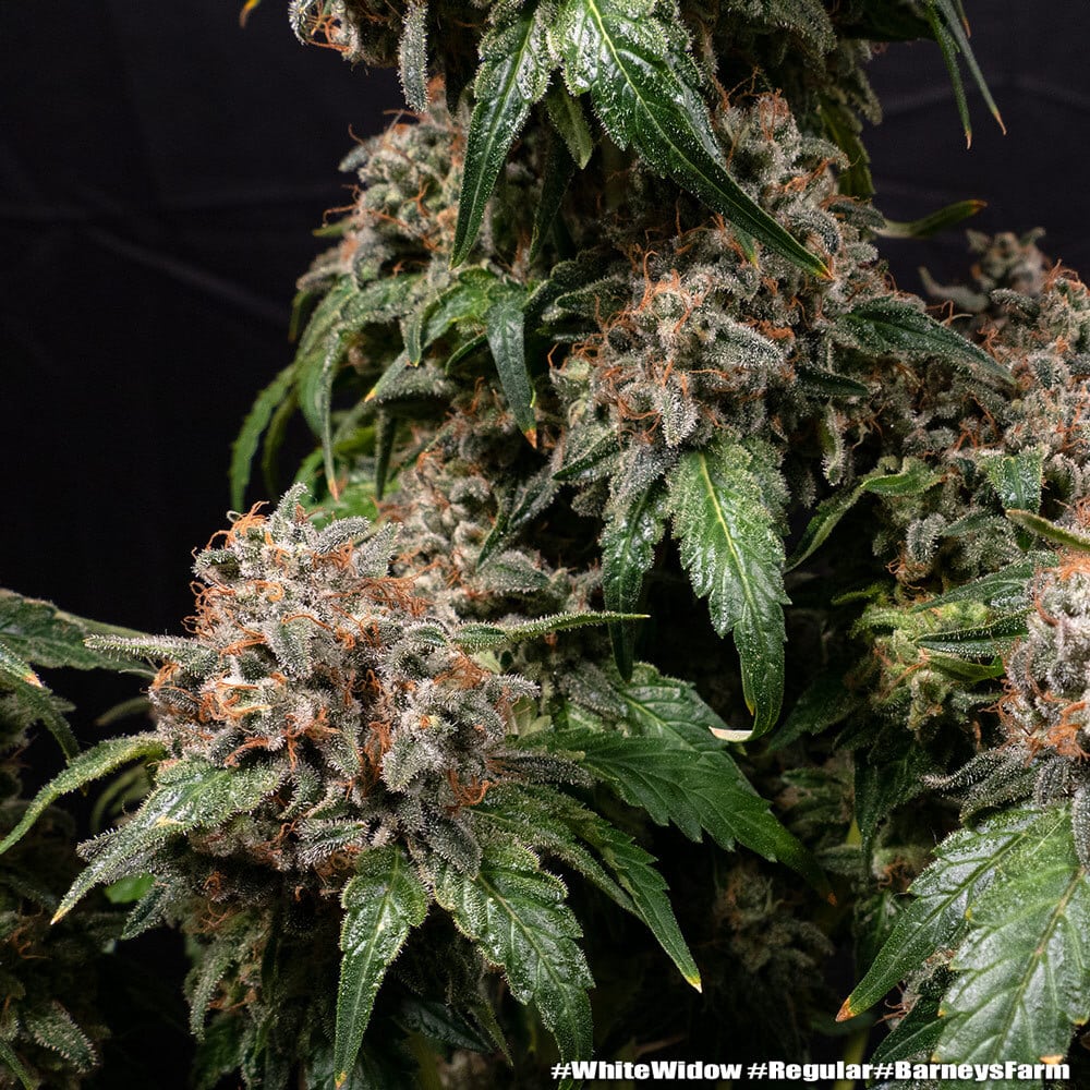 White Widow Regular Cannabis Seeds by Barneys Farm White Widow Regular Cannabis Seeds by Barneys Farm