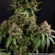 White Widow Regular Cannabis Seeds by Barneys Farm