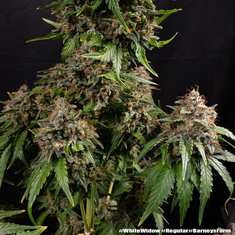 White Widow Regular Cannabis Seeds by Barneys Farm White Widow Regular Cannabis Seeds by Barneys Farm