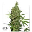 White Widow X The Ultimate Regular by Dutch Passion Seeds