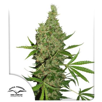 White Widow X The Ultimate Regular by Dutch Passion Seeds