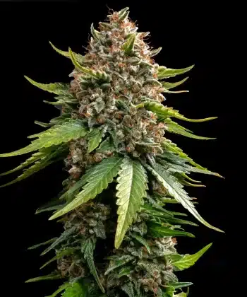 White Widow Auto Cannabis Seeds by Barneys Farm