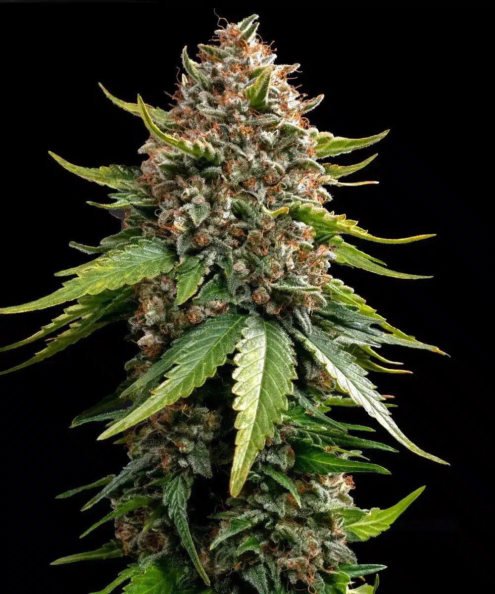 White Widow Auto Cannabis Seeds by Barneys Farm White Widow Auto Cannabis Seeds by Barneys Farm