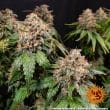 White Widow Feminized Cannabis Seeds by Barneys Farm