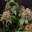 White Widow Feminized Cannabis Seeds by Barneys Farm