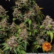 White Widow Feminized Cannabis Seeds by Barneys Farm