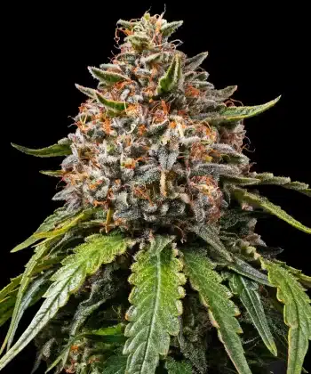 White Widow Feminized Cannabis Seeds by Barneys Farm