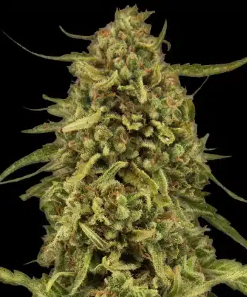 Widow Remedy Regular Cannabis Seeds by Barneys Farm