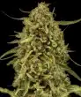 Widow Remedy Regular Cannabis Seeds by Barneys Farm