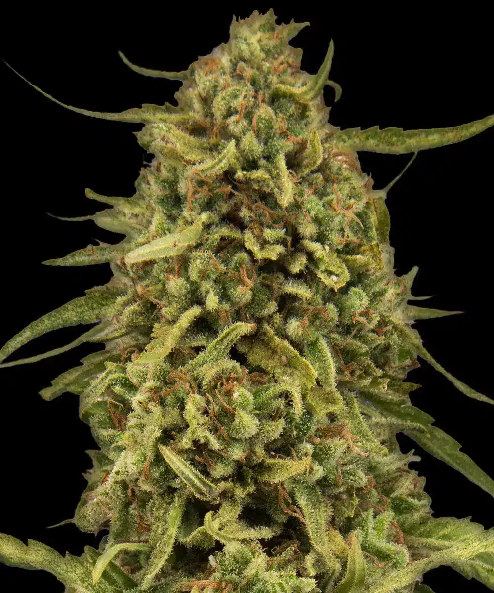 Widow Remedy Regular Cannabis Seeds by Barneys Farm Widow Remedy Regular Cannabis Seeds by Barneys Farm