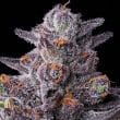 Zillions Feminized Cannabis Seeds by Barneys Farm