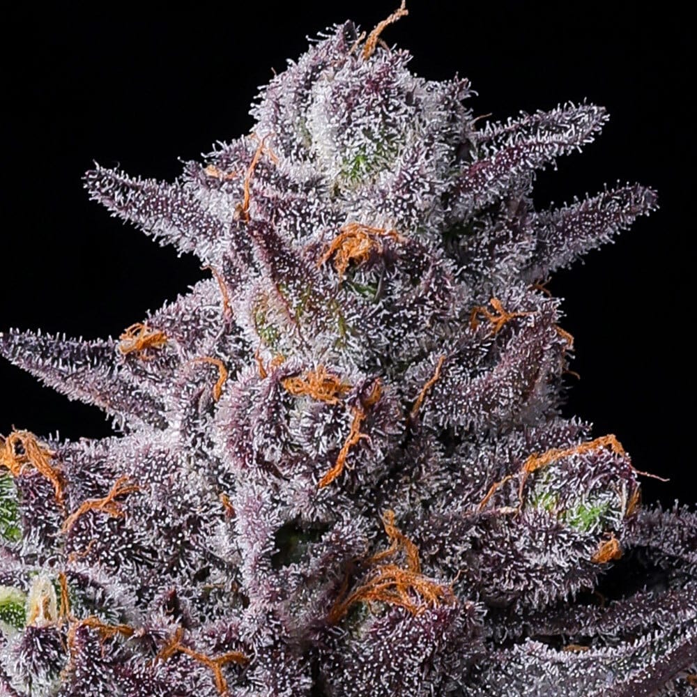 Zillions Feminized Cannabis Seeds by Barneys Farm Zillions Feminized Cannabis Seeds by Barneys Farm