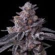 Zillions Feminized Cannabis Seeds by Barneys Farm