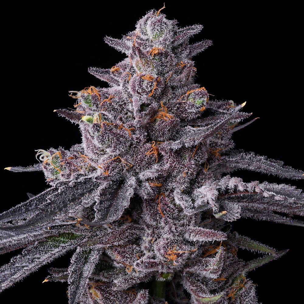 Zillions Feminized Cannabis Seeds by Barneys Farm Zillions Feminized Cannabis Seeds by Barneys Farm