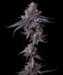 Zillions Feminized Cannabis Seeds by Barneys Farm