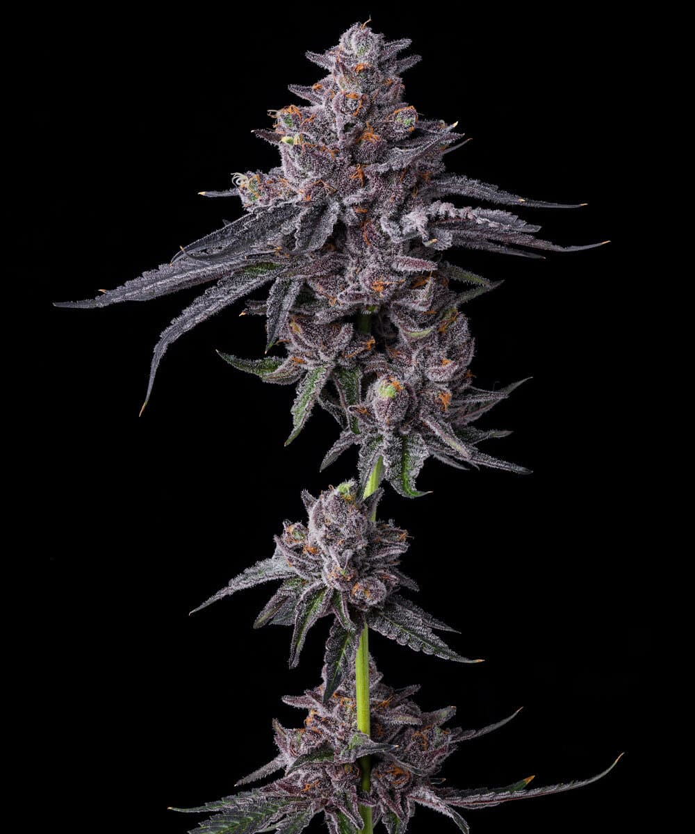 Zillions Feminized Cannabis Seeds by Barneys Farm Zillions Feminized Cannabis Seeds by Barneys Farm
