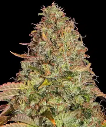 Zkittlez OG Auto Cannabis Seeds by Barneys Farm