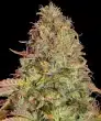 Zkittlez OG Auto Cannabis Seeds by Barneys Farm