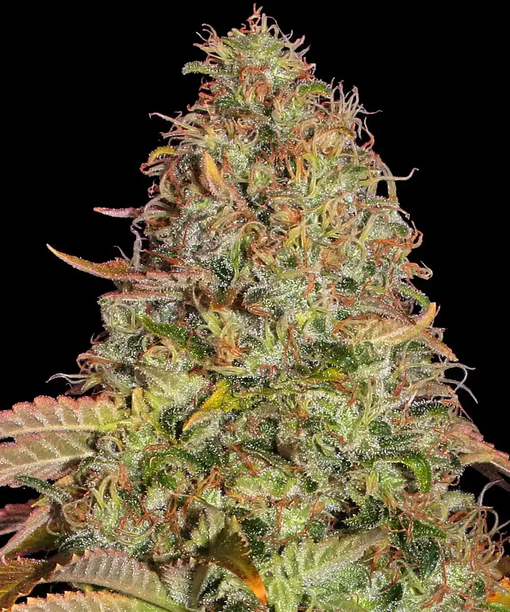 Zkittlez OG Auto Cannabis Seeds by Barneys Farm Zkittlez OG Auto Cannabis Seeds by Barneys Farm