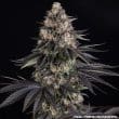 Zoap Feminized Cannabis Seeds by Barneys Farm
