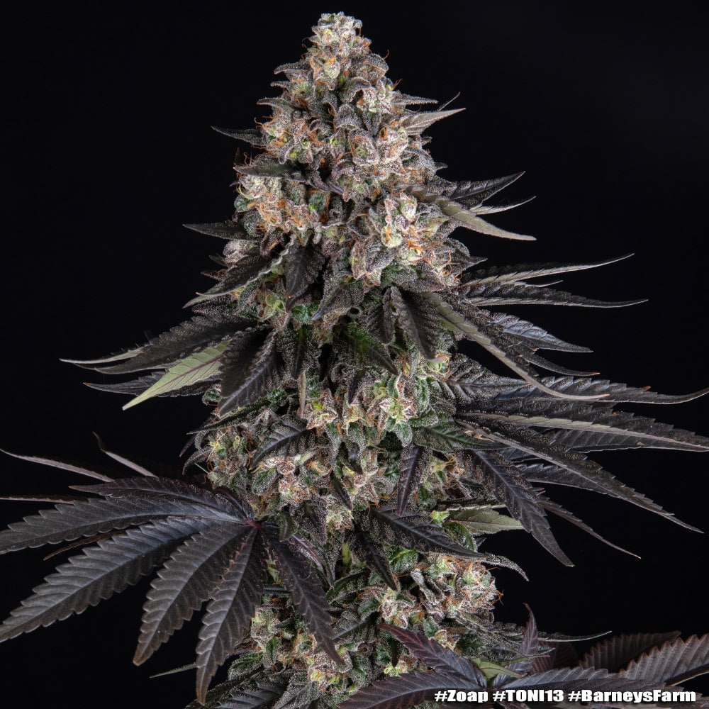 Zoap Feminized Cannabis Seeds by Barneys Farm Zoap Feminized Cannabis Seeds by Barneys Farm