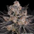 Zoap Feminized Cannabis Seeds by Barneys Farm