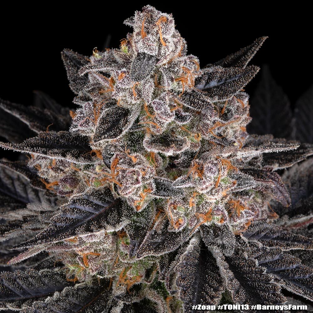 Zoap Feminized Cannabis Seeds by Barneys Farm Zoap Feminized Cannabis Seeds by Barneys Farm