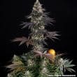Zoap Feminized Cannabis Seeds by Barneys Farm