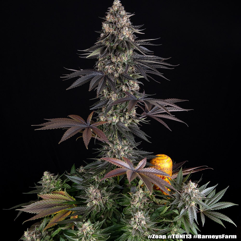 Zoap Feminized Cannabis Seeds by Barneys Farm Zoap Feminized Cannabis Seeds by Barneys Farm